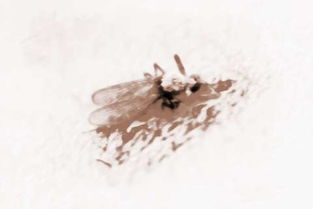 周公解梦梦见被咬出血，周公解梦梦见被咬伤手