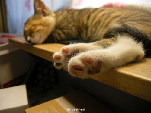 梦见猫上佛堂是什意思，梦见猫上天是什么意思