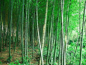 梦见山上竹林是什么意思，梦见竹林象征什么