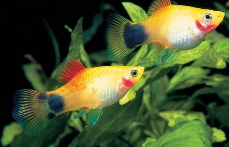 周公解梦梦见好多金鱼游来游去，梦到抓好多金鱼