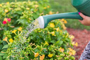 梦见浇花，能到浇花