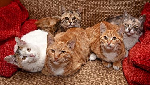 梦见仓库里有猫，梦见好多猫进店里是什么意思