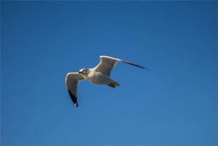 梦见会飞的鱼，梦见会飞的蟑螂