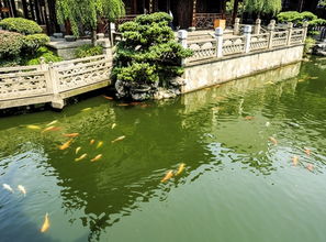 梦见别人修建鱼池，梦见别人家鱼池好多鱼