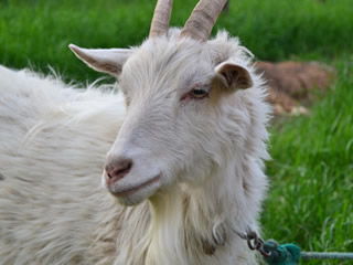 梦见羊眼，梦见山羊胡