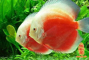 梦见沟里有很多大鱼好不好，梦到沟里有鱼游来游去好不好