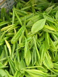 梦见茶叶撒了一地，梦见茶叶里面有白虫什么情况