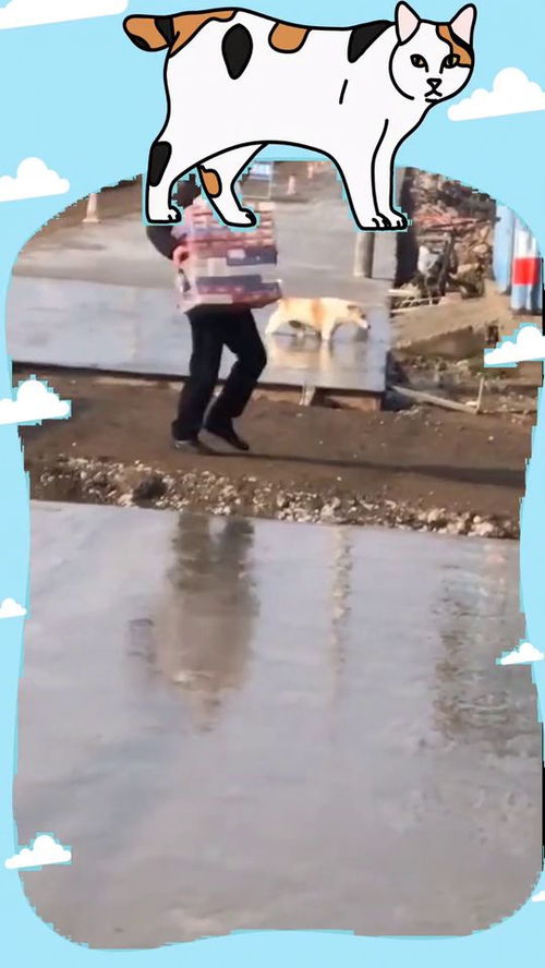 梦见遛狗，梦见自己溜狗狗带着自己跑什么意思?