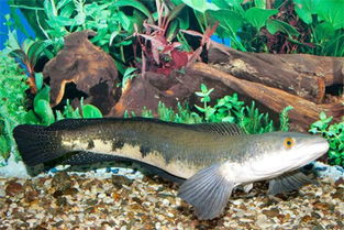 梦见特大的黑鱼，梦见超级大的黑鱼