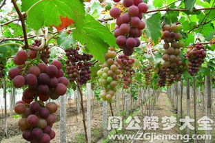 梦到人家给葡萄给我吃，梦见别人给了一大串葡萄