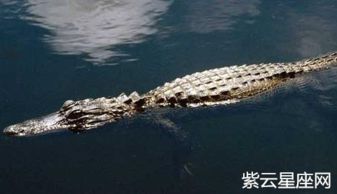 梦见把鳄鱼埋了，梦见鳄鱼下小鳄鱼