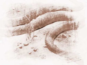 梦到有人拿蛇吓我吓醒了，梦到有人拿蛇吓我惊醒哭了