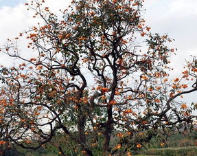 梦见红柿子好不好，梦到红柿子是什么意思啊