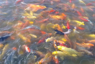 梦见鱼塘钓起大鱼，梦见在鱼塘钓鱼很容易钓到鱼