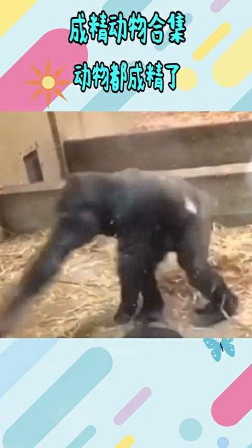 做梦梦见动物成精，梦见动物成精说话