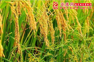 梦见稻谷是否吉祥，梦见稻谷是什么预兆