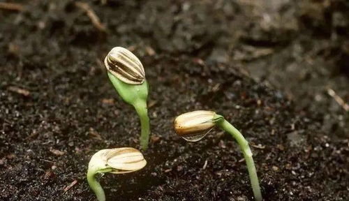 梦见放虾苗，梦见虾有什么寓意