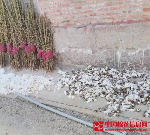 昨晚我梦见晒棉花好不好，梦见晒棉被子是什么意思