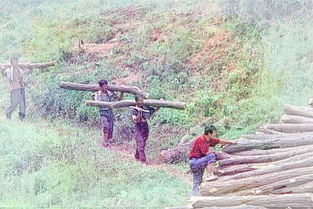 梦见扛树苗，做梦扛树是咋回事儿