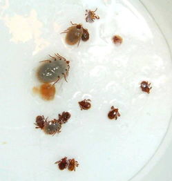 梦见寄生虫钻进身体周公解梦，梦见寄生虫是什么预兆