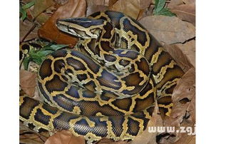 梦见大蟒蛇亲我是什么征兆，梦见大蟒蛇对我特别亲近