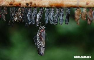 梦见买馍馍和花卷，梦见买馍馍周公解梦