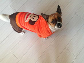 梦见家里以前养的狗,开心的向我跑过来周公解梦，梦见家里以前养的狗说话