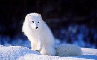 梦见狐狸把手咬了，梦见手里抱着狐狸