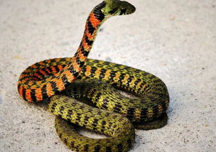 梦见蛇当宠物是什么意思，梦见蛇变宠物