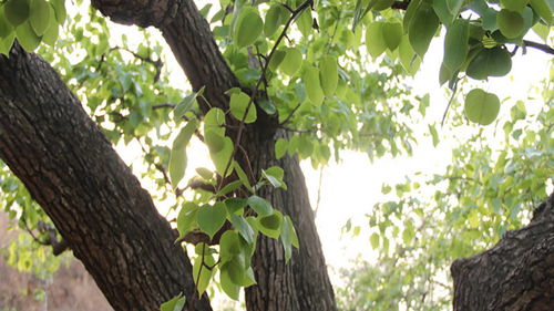 梦见挖地梨子，梦见摘梨把树弄倒了