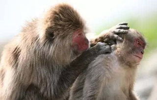 梦到长虱子周公解梦什么码，梦见长虱子好吗