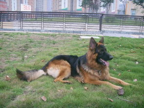 梦见两只狗咬自己的脚，梦见两只狗咬脚是什么意思