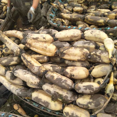 梦见卖藕怎回事，梦见卖藕粉