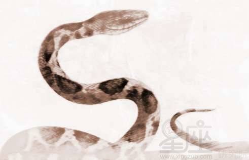 梦见大蛇缠手腕是什么意思，做梦梦见蛇缠手上