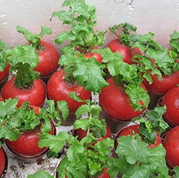 梦见红白萝卜是什么意思，梦见红皮白萝卜