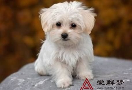 梦见小狗不见了找不到，梦见小狗不见了又找回来了