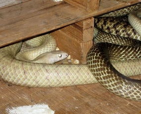 梦见蛇进衣服里了，梦见蛇进了衣服