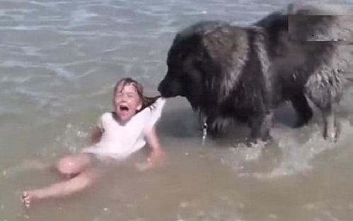 梦见狗在海边，梦到狗飞奔而来