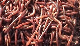 梦见房子里到处是蚯蚓，梦到满屋子蚯蚓是怎么回事