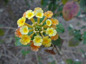 梦见别人买绿植，梦见别人买花是什么预兆