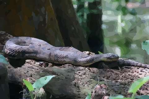 梦见大蛇吃小孩是什么意思，梦见大蛇吃鱼