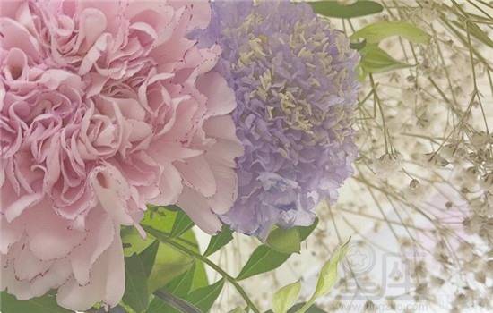 梦见亲戚送花给我，梦见亲戚送来好多盆栽花