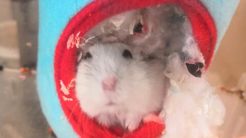 梦当众拉屎，梦见自己当众拉屎,并看到屎