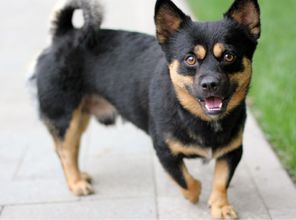 梦到三眼狗，梦见狗三条狗有什预兆