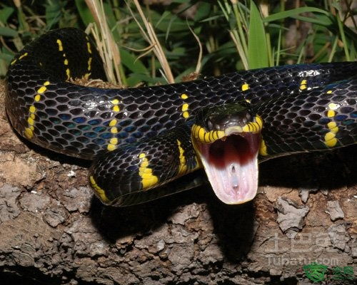 梦见蛇被咬什么预兆,梦到蛇被蛇咬是怎么回事