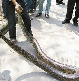 梦里被变态追，梦见被变态追杀逃跑躲藏