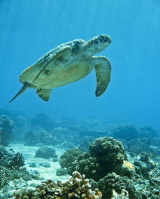 梦见海龟游泳，梦见海龟游走了