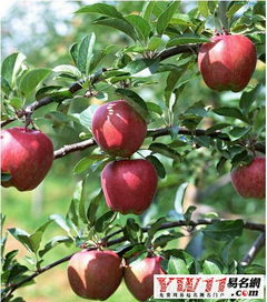 梦见摘了两个大苹果是什么意思?，梦到摘了两个红苹果