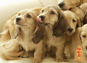 梦见情人家的狗，梦见情人家养了一条狗