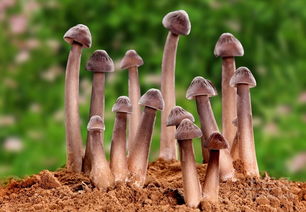 女人梦见鸡枞菌怎么回事?，梦见鸡枞什么意思